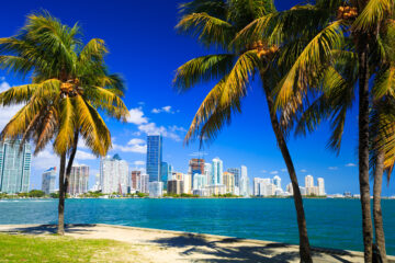 miami skyline from a beach with a palm tree